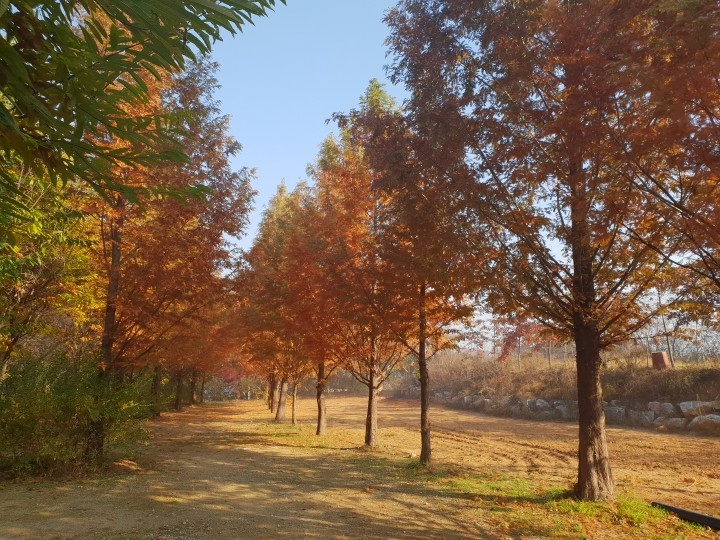 여주 호수산장캠핑장